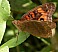 junonia_evarete.jpg
