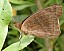 junonia_evarete_verso.jpg