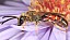lasioglossum_calceatum_male_profil.jpg