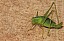 leptophyes_punctatissima_femelle.jpg
