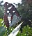 limenitis_reducta_observatoire.jpg