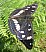 limenitis_reducta_vol.jpg