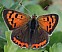 lycaena_phlaeas_femelle_coreuleopunctata.jpg
