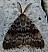 lymantria_dispar_male_1.jpg