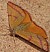 lythria_purpuraria_2.jpg