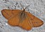 lythria_purpuraria_male.jpg