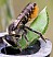 megachile_centicularis_femelle.jpg