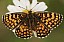 melitaea_parthenoides.jpg