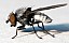 milichia_speciosa_male.jpg
