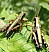 miramella_subalpina_males.jpg