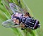 musca_autumnalis_male.jpg