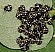 nezara_viridula_jeunes_stade_3.jpg