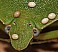 nezara_viridula_oeufs_trichopoda_1.jpg