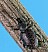 otiorhynchus_cribricollis.jpg