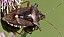 pentatoma_rufipes.jpg