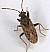 peritrechus_gracilicornis.jpg