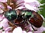phyllopertha_horticola_copula.jpg