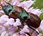phyllopertha_horticola_copula_1.jpg