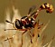 physocephala_vittata_1.jpg