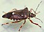 pinthaeus_sanguinipes.jpg
