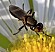 saltella_sphondylii_femelle.jpg