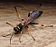 sceliphron_caementarium.jpg