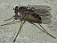 sciapus_sp_femelle.jpg