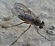 sciapus_sp_femelle_1.jpg