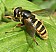 sericomyia_silentis_femelle.jpg