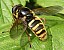sericomyia_silentis_femelle_1.jpg