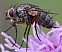 siphona_sp.jpg