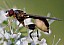 sphegina_elegans_femelle.jpg