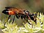 sphex_flavipennis_femelle.jpg