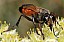 sphex_flavipennis_femelle_1.jpg