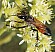sphex_flavipennis_femelle_2.jpg