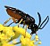 sterictophora_furcata_male.jpg