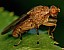 suillia_gigantea.jpg