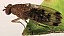 suillia_variegata_1.jpg