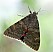 catocala_elocata.jpg