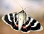 catocala_elocata_2.jpg