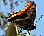 charaxes_jasius.jpg