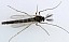 chironomus_plumosus_male.jpg