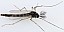 chironomus_plumosus_male_1.jpg