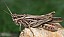 chorthippus_brunneus_mollis.jpg