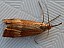 chrysocrambus_linetella.jpg