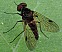chrysopilus_cristatus_male.jpg