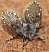 clogmia_albipunctata_1.jpg