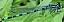 coenagrion_mercuriale_male.jpg