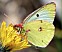 colias_alfacariensis_revers.jpg
