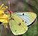 colias_alfacariensis_revers_1.jpg